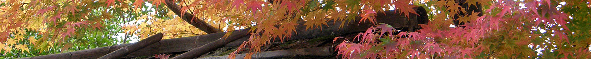 京都の紅葉