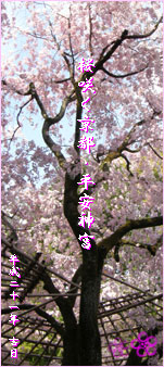 Kyoto_Sakura Logo